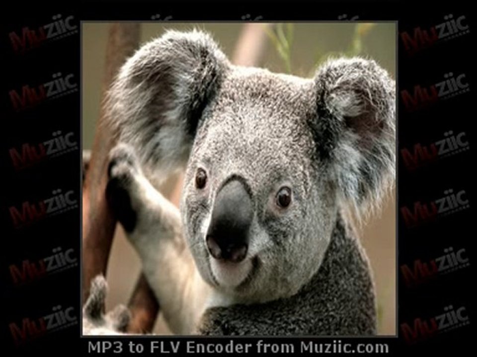 Koala!