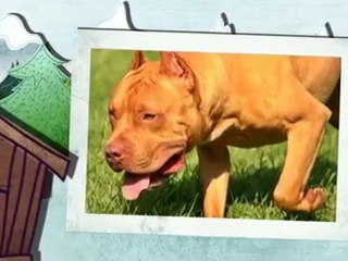 Gold & Gold: Pitbull World's Best Red Nose 🥇