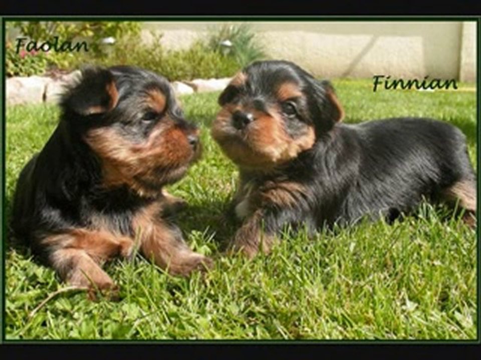 Finnian & Faolan Yorkshires 4 semaines