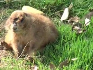 市原ぞうの国は意外と動物園だったよ