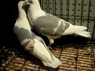 mısırı kanat posta www.guvercinurfa.com