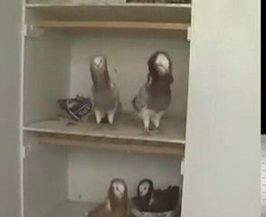 mantolu güvercin üretimhanesi www.guvercinrehberi.com