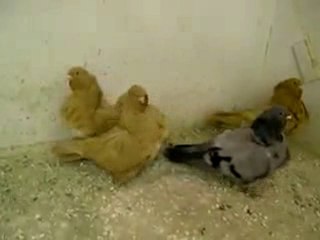 cihinese owl süs güvercin www.guvercinurfa.com