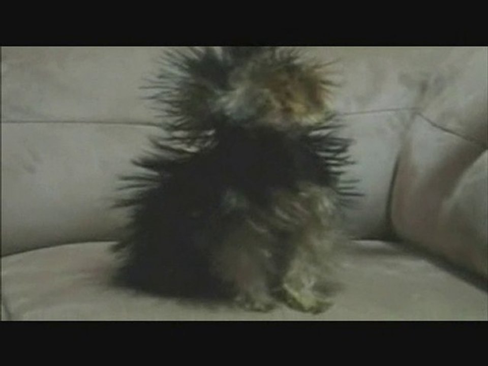 Static Electric Dog