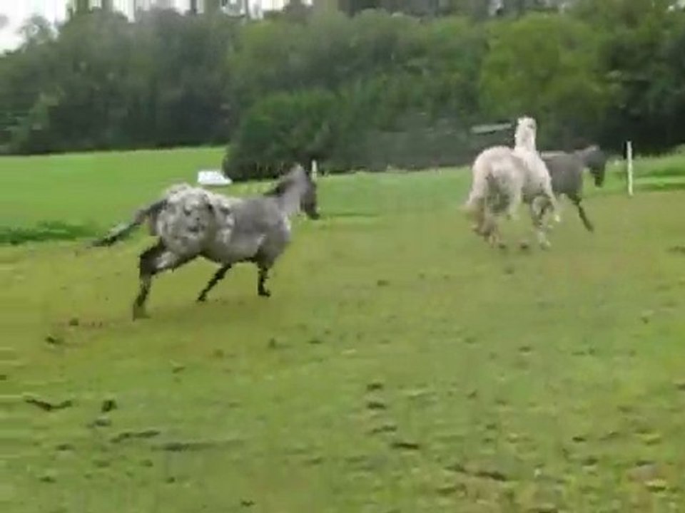 Jeu avec les juments