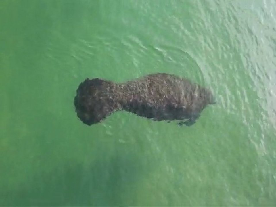 Manatees