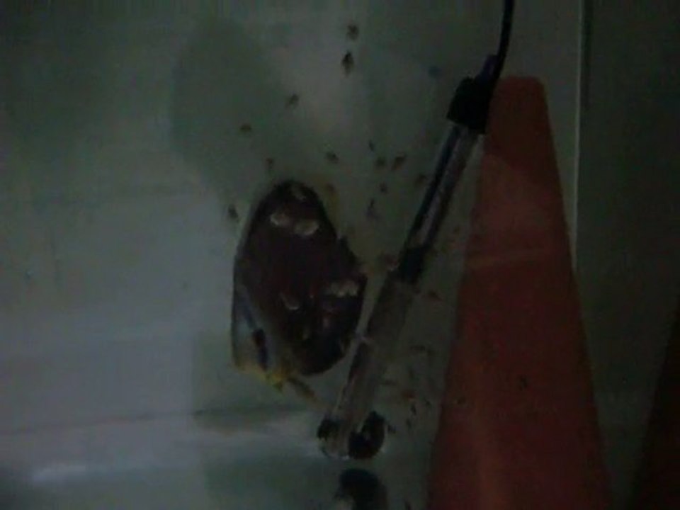 Alenquer Discus yavruları