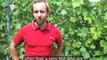 herrenhof episode 11 - Vintage Overview 2010 + Sub