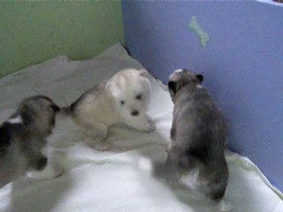 Lana X Goobie Litter 3 weeks