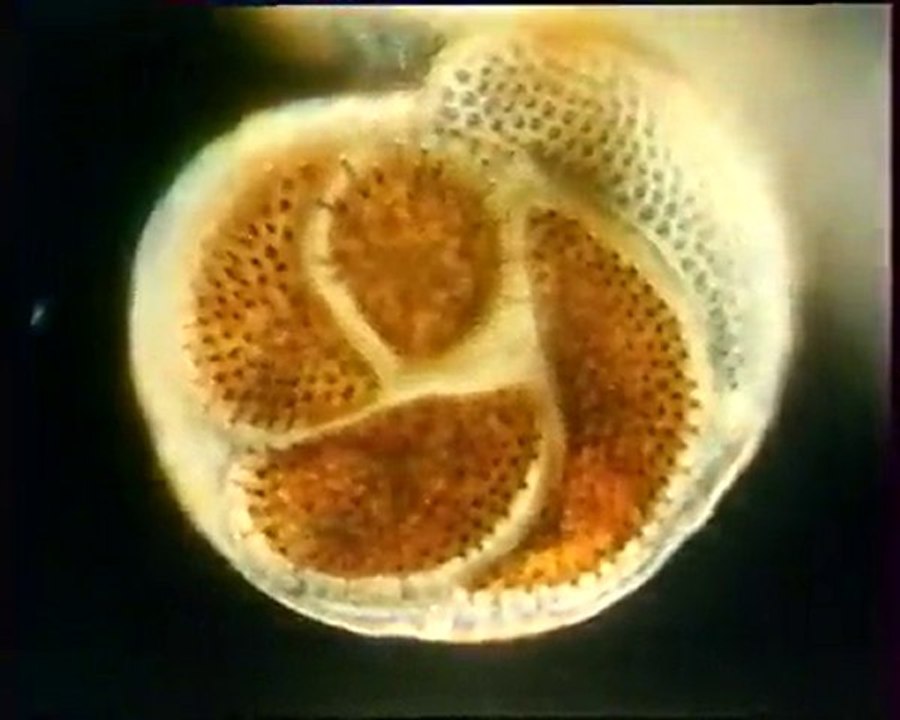 Les inventions de la vie 6 : Le sable de la vie 2