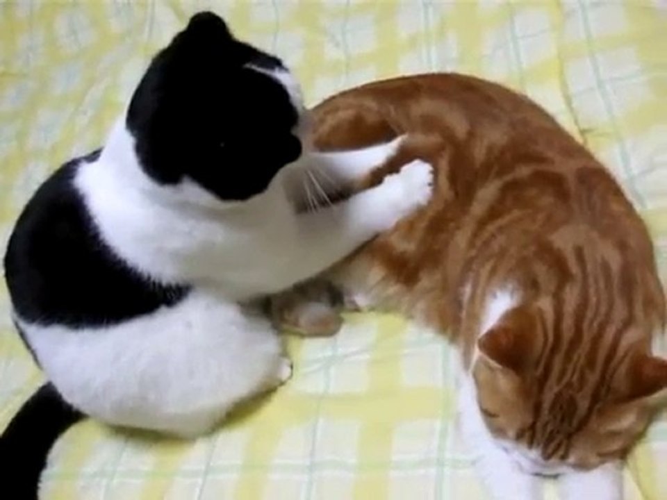 Kedi masaji  mest oldu biri meeesstt :) - kitty massage