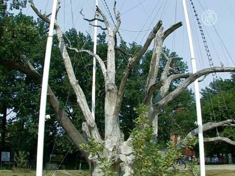 700-летний дуб заряжает энергией