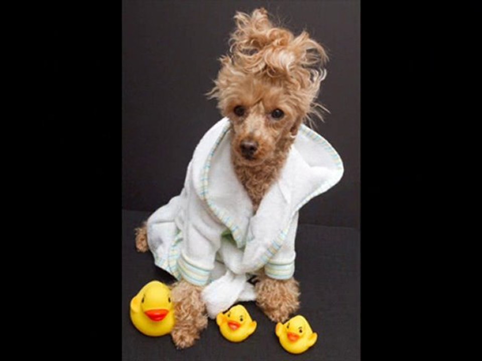 Professional Pet Sitting, Pet Grooming, Dog boarding Clovis