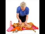 Pet spa in Clovis, Ca, dog grooming, pet sitting