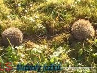 TIMELY LIVE SHOW- Smrt