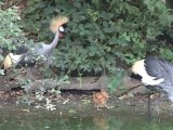 Naissance de 2 grues couronnées