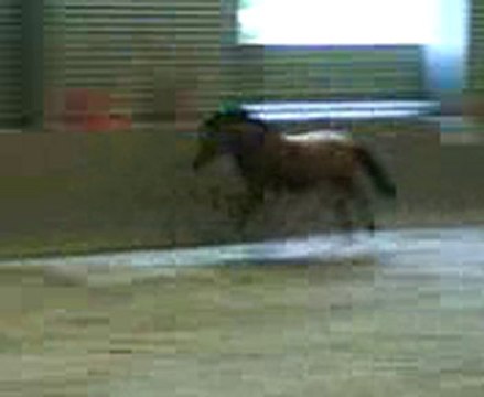 reva saut en liberté 1m25