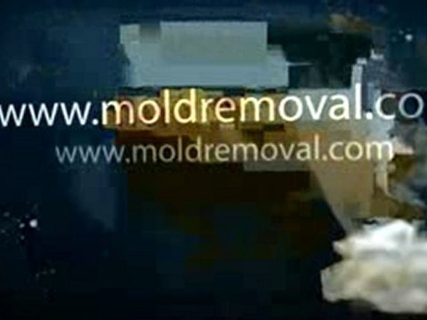 Symptoms of Slime Mold Ft Pierce FL