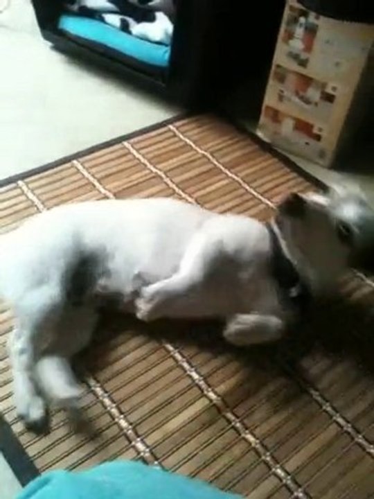 Education Jack russel