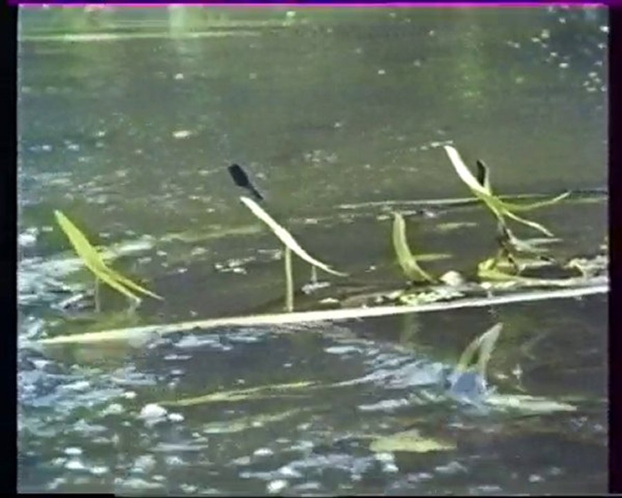 Les inventions de la vie 7 : Longtemps avant les papillons 2