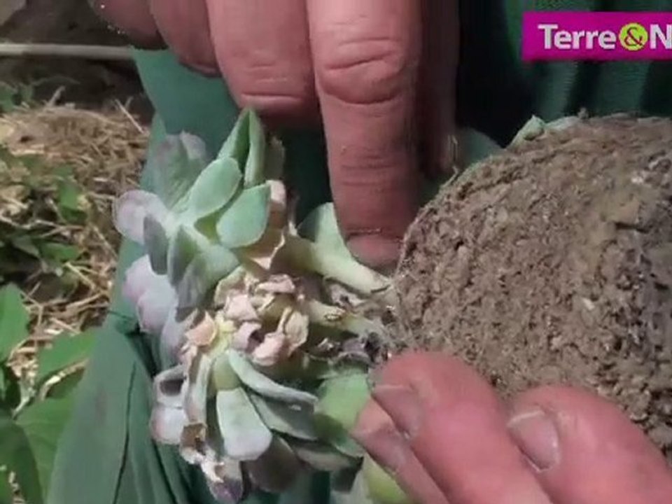 Multipliez vos echeveria et autres suculentes