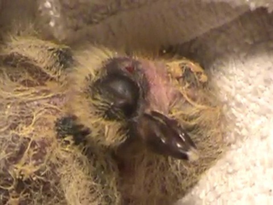 Baby Pigeon
