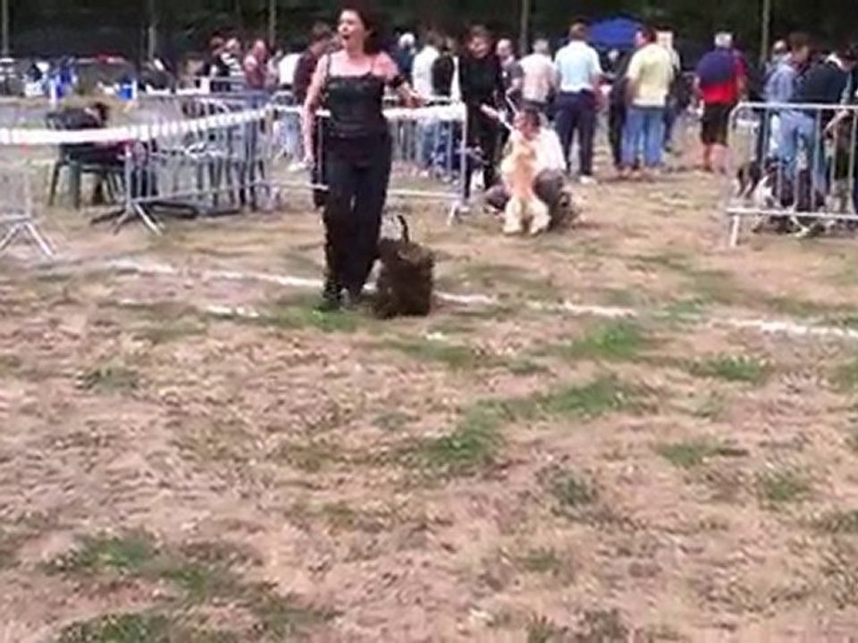 DIESEL CACS MENDE 2010