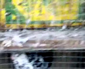 yabancı ülkelerden filo güvercinleri