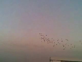 yabancı ülkelerden filo güvercinleri