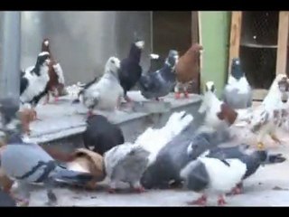 yabancı ülkelerden filo güvercinleri