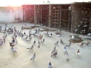 yabancı ülkelerden filo güvercinleri