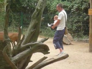 Zoo - Les chèvres 1