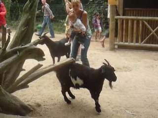 Zoo - Les chèvres 3