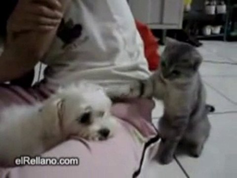 ♥ Petit Chat taquine petit Chien ♥ Kitten teases little Dog♥