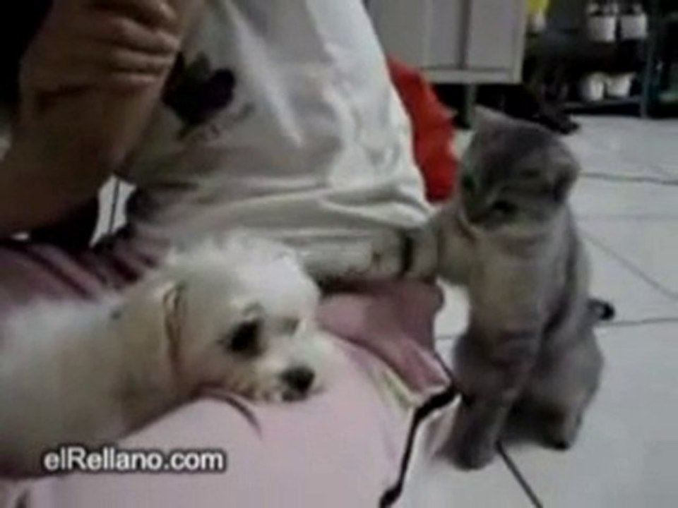 ♥ Petit Chat taquine petit Chien ♥ Kitten teases little Dog♥
