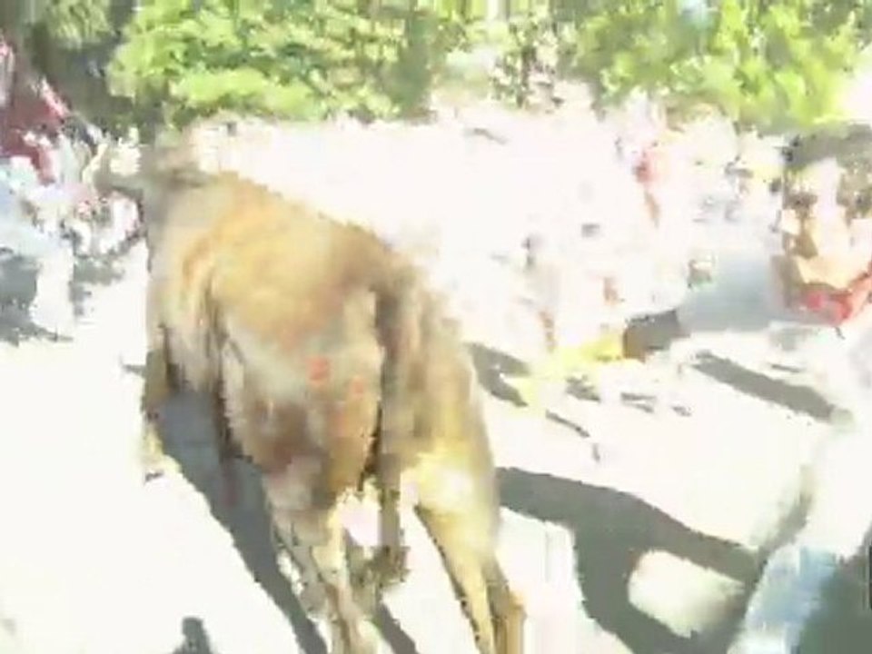 Survivre aux vachettes de bayonne : Mode d'emploi CCLS