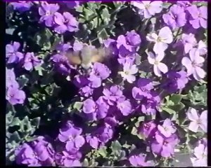 Les inventions de la vie 8 : L'aventure des ailes 2