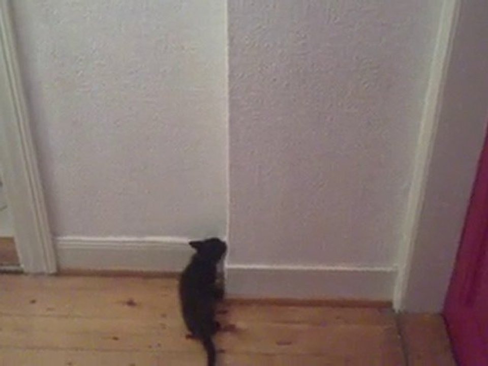 Chat grimpe par la!