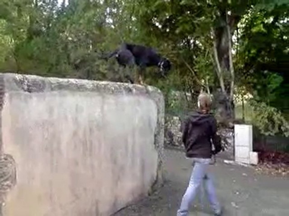 Elan beauceron de 17 mois