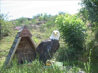 Envol avec les Aigles d'Aure