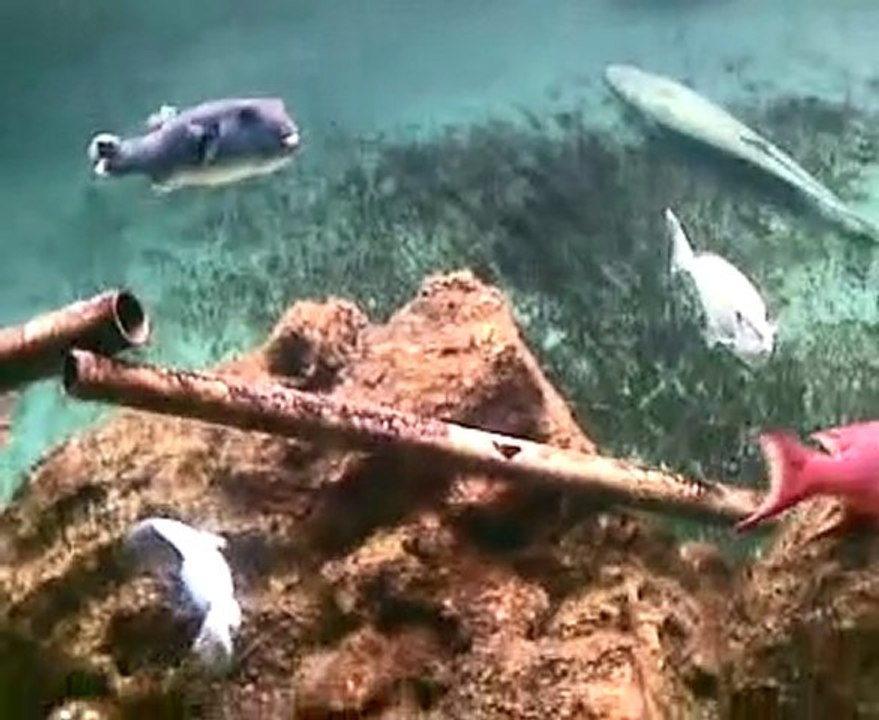 Aquarium-le-septième-ciel