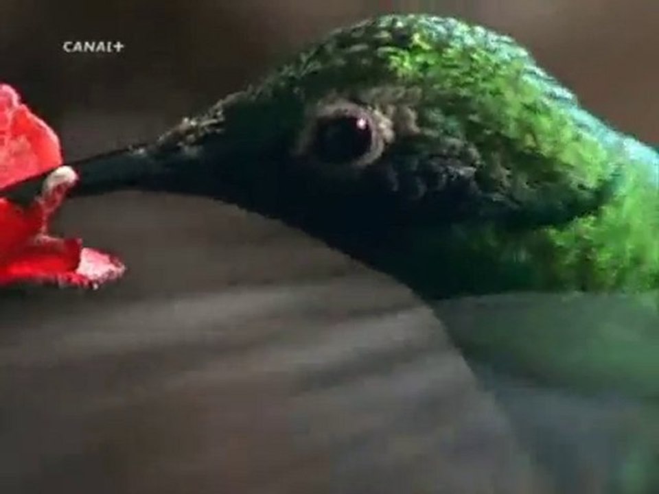 COLIBRI - SOBREVIVIENDO A UN HURACAN - DOCUMENTAL