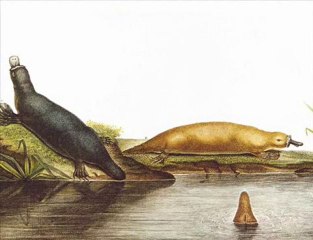 Evolution and Platypus