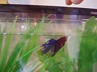 Beta en pleine action