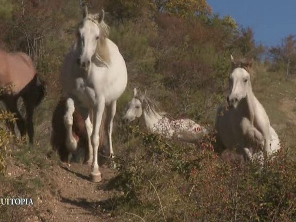 Cheval en mouvement