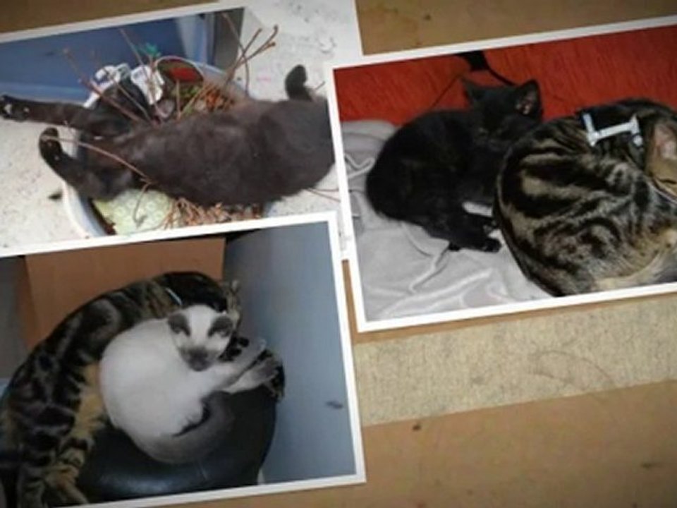 les nounounes ♥♥♥♥♥♥