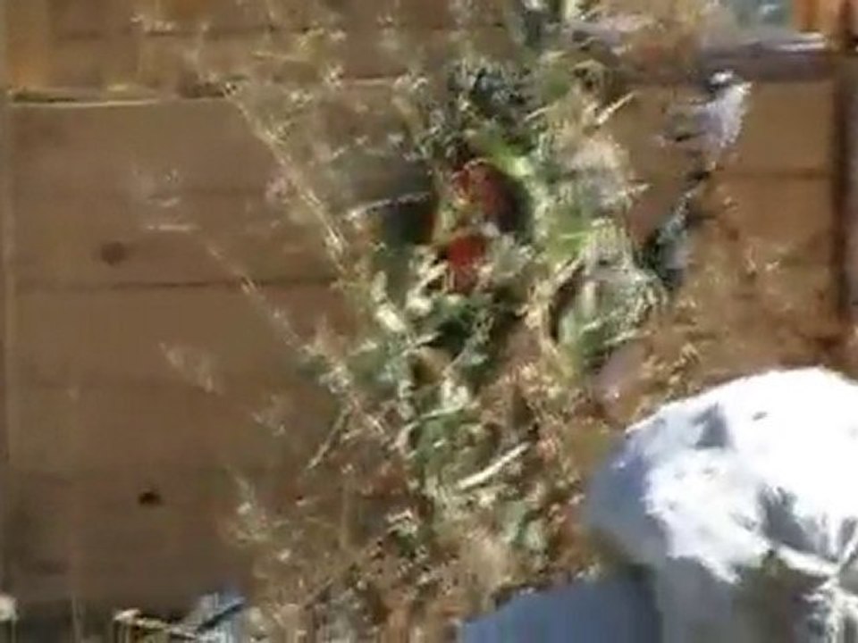 (Despedidas de soltero) Paintball en Logroño