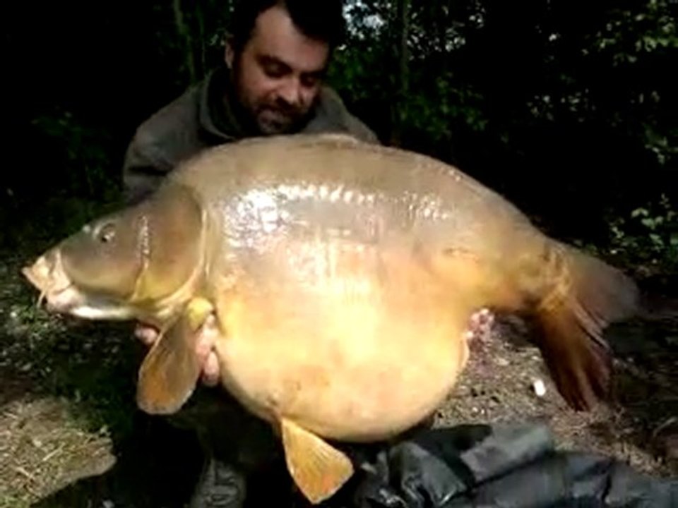 carpe miroir 21 kg Etangs Saint Jules.
