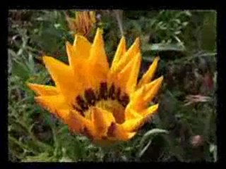 Kâinatın Mayası Muhabbettir