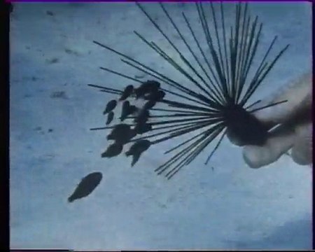 Les inventions de la vie 10 : L'école des prédateurs 1